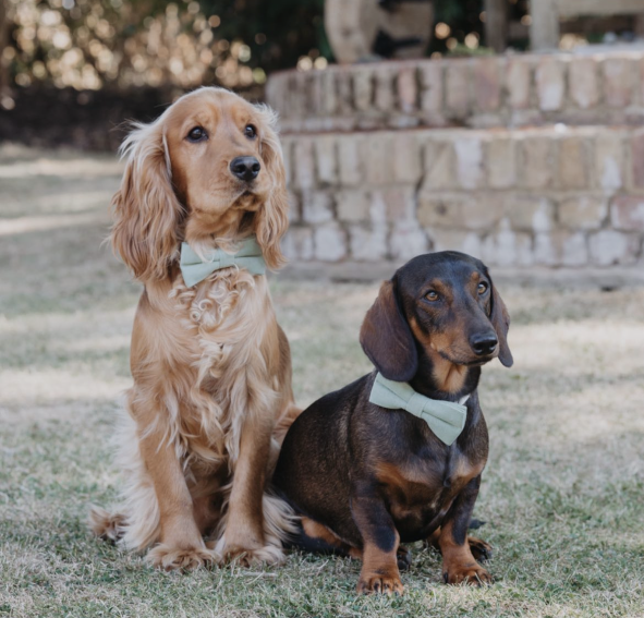 Harrison Sage Green Cotton Blend Dog Bow Tie