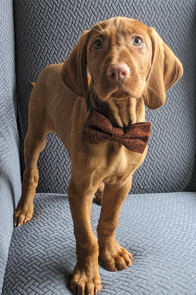 Charlie Burnt Orange Wool Dog Bow Tie