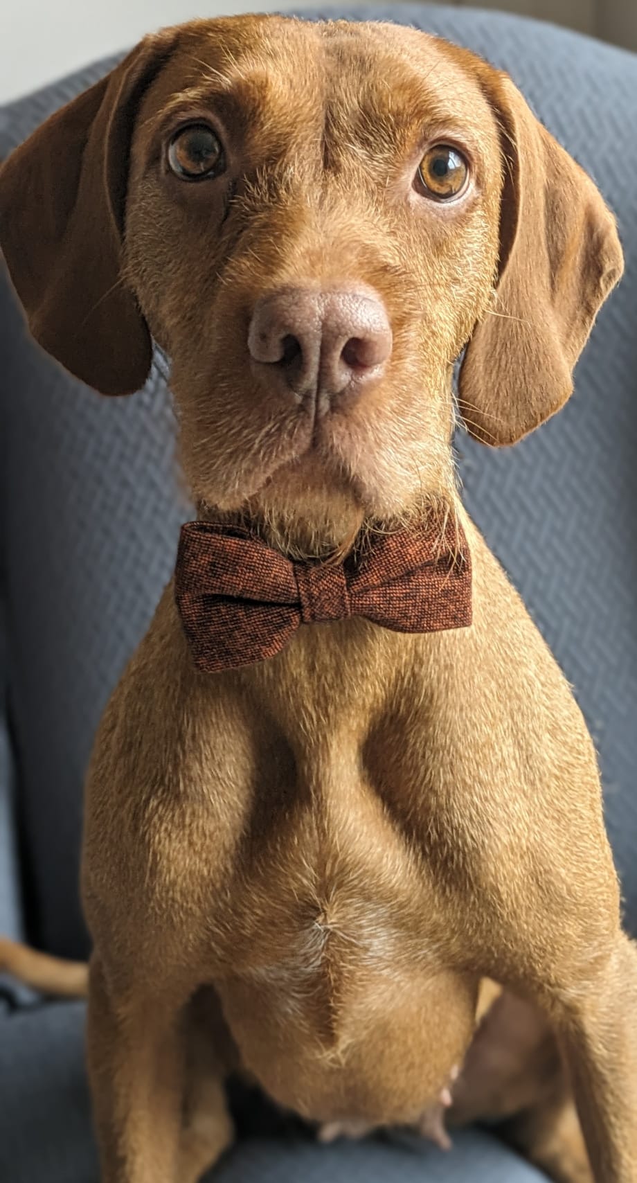 Charlie Burnt Orange Wool Dog Bow Tie