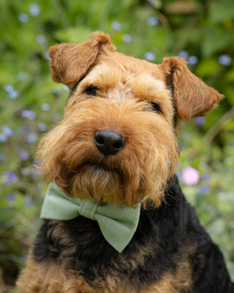 Harrison Sage Green Cotton Blend Dog Bow Tie