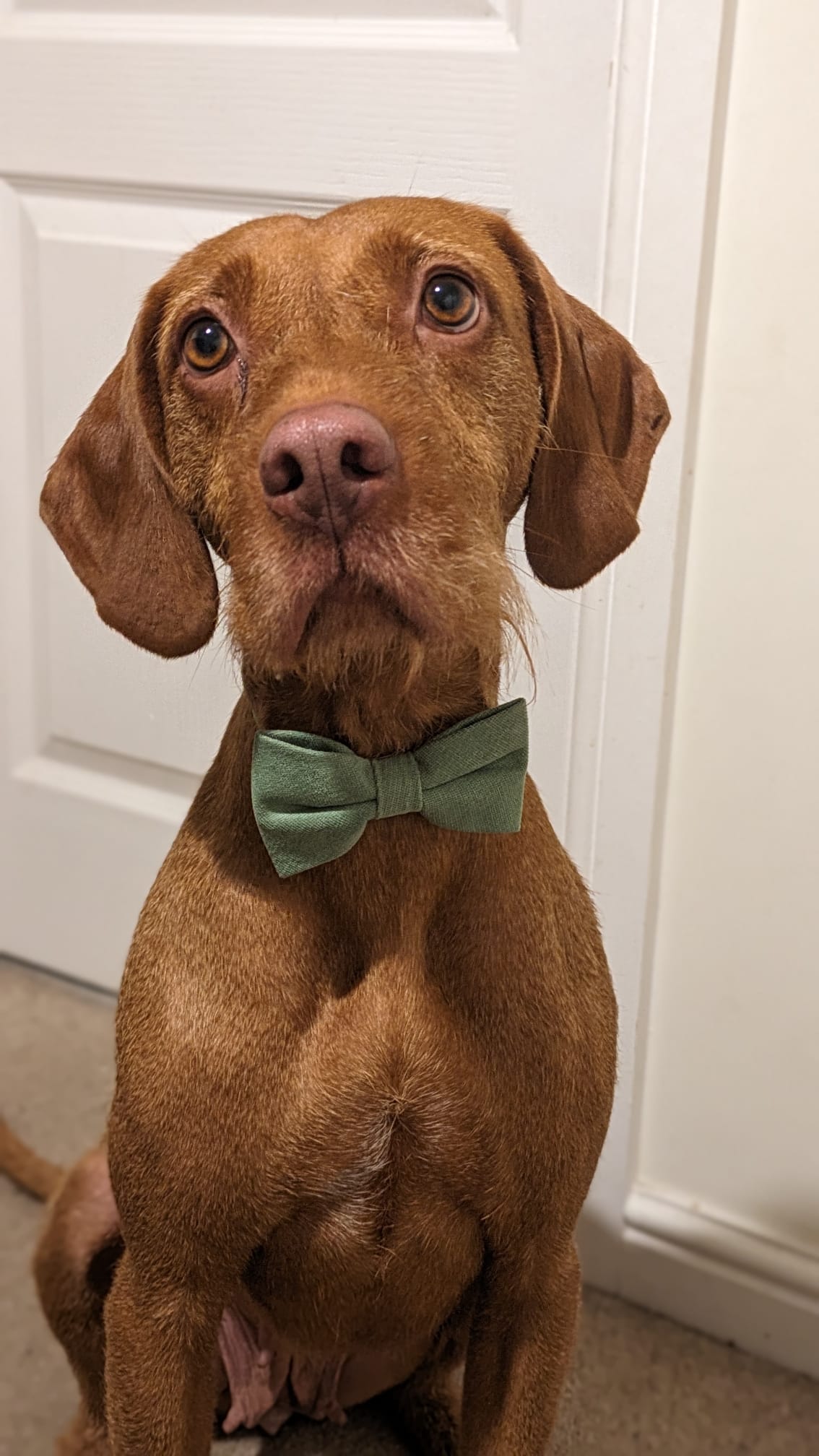 Harrison Sage Green Cotton Blend Dog Bow Tie