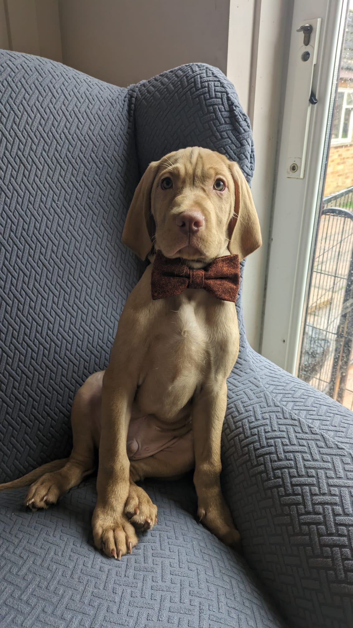 Charlie Burnt Orange Wool Dog Bow Tie