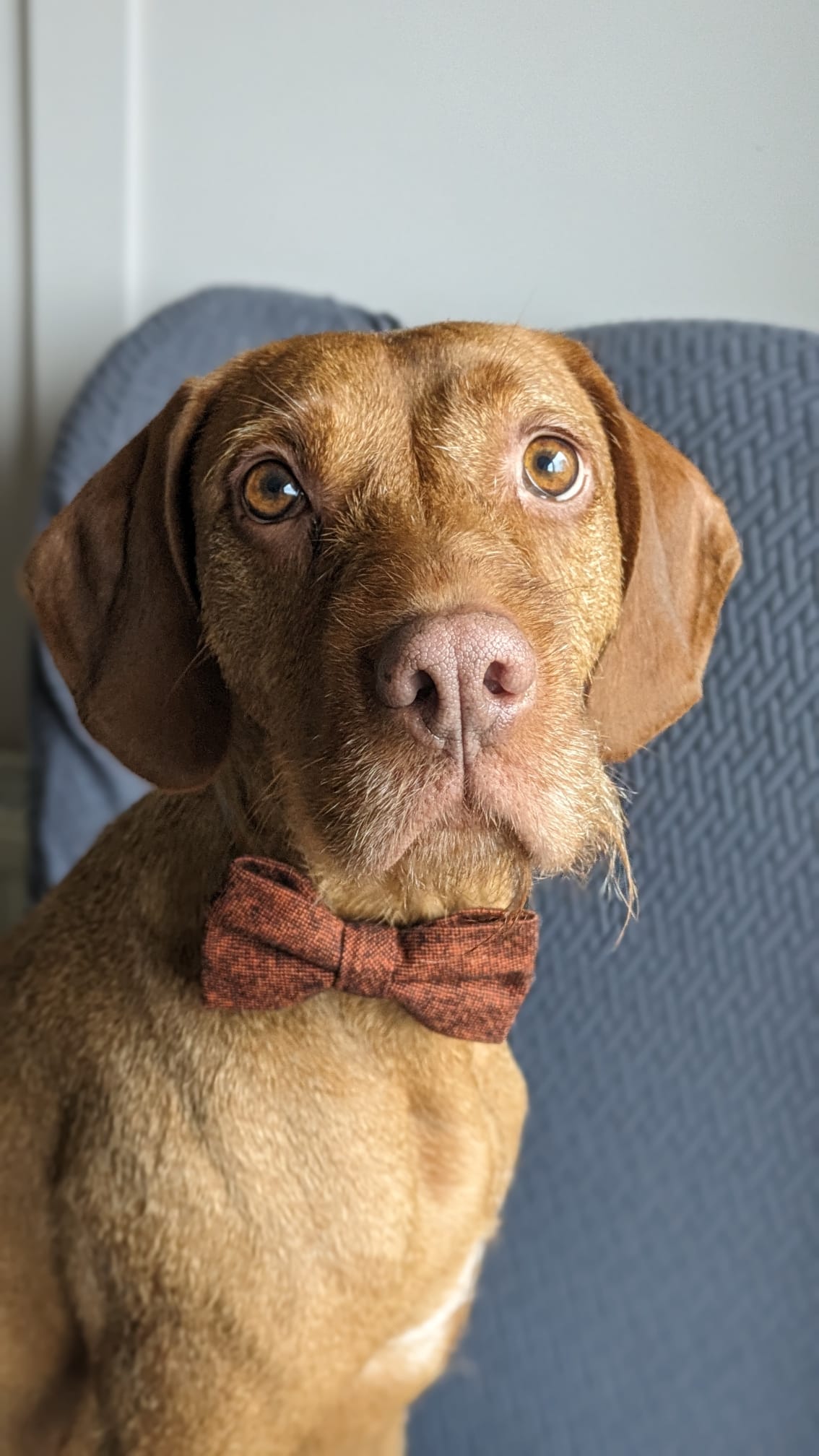 Charlie Burnt Orange Wool Dog Bow Tie